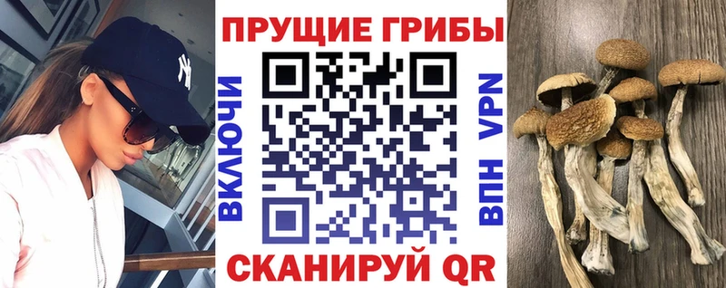 Псилоцибиновые грибы Psilocybe  купить наркотик  Богородицк 